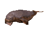 manatee_swimming_sc.gif