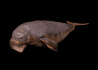 manatee_swimming_sb.gif