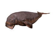 manatee_swimming_lw.gif