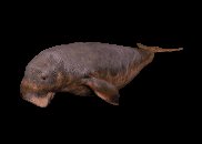 manatee_swimming_lc.gif