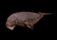 manatee_swimming_lb.gif