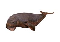manatee_swimming.jpg
