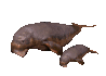 manatee_and_baby_swim_a_sc.gif
