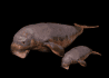manatee_and_baby_swim_a_sb.gif