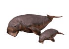 manatee_and_baby_swim_a_mw.gif