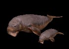 manatee_and_baby_swim_a_mc.gif