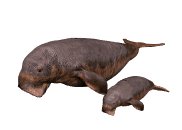 manatee_and_baby_swim_a_lw.gif