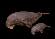 manatee_and_baby_swim_a_lb.gif