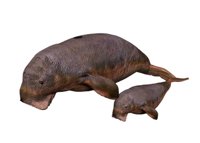 manatee_and_baby_swim_a_hr.jpg