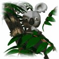 koala_bear_in_tree_mw.gif
