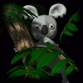 koala_bear_in_tree_mc.gif