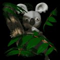koala_bear_in_tree_mb.gif