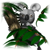 koala_bear_in_tree_hr.jpg