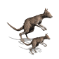 kangaroo_maandjoey_sw.gif