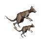kangaroo_maandjoey_sc.gif