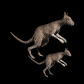 kangaroo_maandjoey_sb.gif