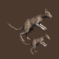 kangaroo_maandjoey_mc.gif