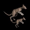 kangaroo_maandjoey_mb.gif
