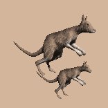 kangaroo_maandjoey_lc.gif