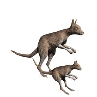 kangaroo_maandjoey_hr.jpg