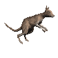 kangaroo_hopping_sc.gif