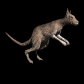 kangaroo_hopping_sb.gif