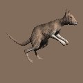 kangaroo_hopping_mc.gif