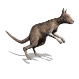 kangaroo_hopping_lw.gif
