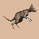 kangaroo_hopping_lc.gif