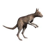 kangaroo_hopping_hr.jpg