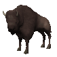 bison_looking_sc.gif