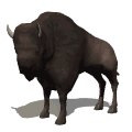 bison_looking_mw.gif