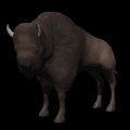 bison_looking_mb.gif