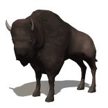 bison_looking_lw.gif