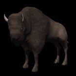 bison_looking_lb.gif