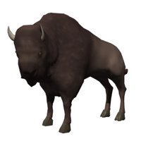 bison_looking_hr.jpg