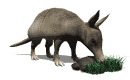 armadillo_sniffing_rock_mw.gif