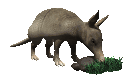 armadillo_sniffing_rock_mc.gif