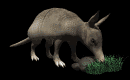 armadillo_sniffing_rock_mb.gif