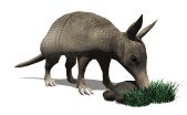 armadillo_sniffing_rock_lw.gif
