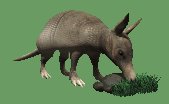 armadillo_sniffing_rock_lc.gif