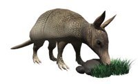 armadillo_sniffing_rock_hr.jpg
