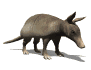 armadillo_looking_up_sw.gif