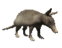 armadillo_looking_up_sc.gif