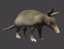 armadillo_looking_up_mc.gif