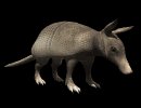 armadillo_looking_up_mb.gif