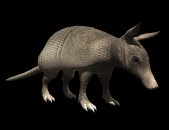 armadillo_looking_up_lb.gif