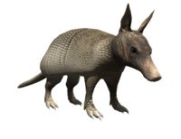 armadillo_looking_up_hr.jpg