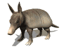 armadillo_blinking_sw.gif