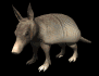 armadillo_blinking_sb.gif